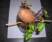 como-cultivar-a-batata-inglesa-em-vasos (14)