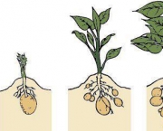 como-cultivar-a-batata-inglesa-em-vasos (15)