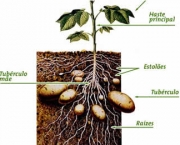 como-cultivar-a-batata-inglesa-em-vasos (16)