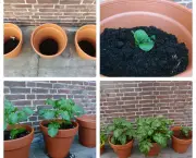 como-cultivar-a-batata-inglesa-em-vasos (18)