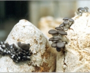 Cultivar Cogumelos Em Sua Própria Casa (4)