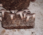 Cultivar Cogumelos Em Sua Própria Casa (5)
