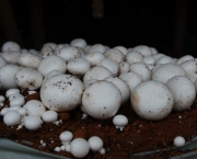 Cultivar Cogumelos Em Sua Própria Casa (9)