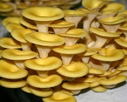 Cultivar Cogumelos Em Sua Própria Casa (10)
