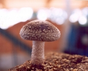 Cultivar Cogumelos Em Sua Própria Casa (17)