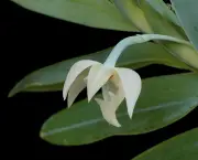 Como Cultivar Orquídeas do Mato (1)
