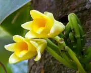 Como Cultivar Orquídeas do Mato (2)