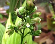Como Cultivar Orquídeas do Mato (4)