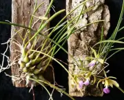 Como Cultivar Orquídeas do Mato (6)