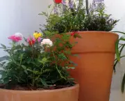 Como Cultivar Rosas Em Vasos (5)