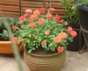 Como Cultivar Rosas Em Vasos (7)