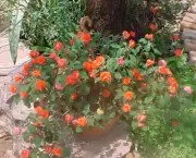 Como Cultivar Rosas Em Vasos (12)