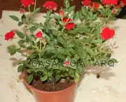 Como Cultivar Rosas Em Vasos (13)