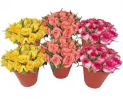 Como Cultivar Rosas Em Vasos (14)