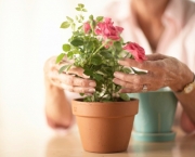 Como Cultivar Rosas Em Vasos (15)