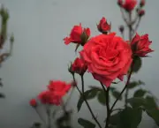 Como Cultivar Rosas Em Vasos (16)