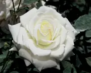 Como Cultivar Rosas Em Vasos (17)
