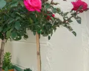 Como Cultivar Rosas Em Vasos (18)
