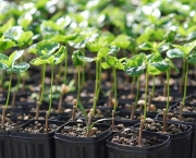 Como Cultivar Uma Planta (3)