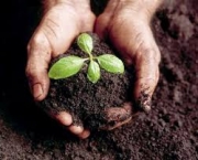 como-fazer-fertilizante-natural (13)