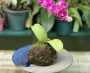 Como Fazer Kokedama com Orquídeas (4)