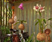 Como Fazer Kokedama com Orquídeas (8)