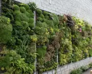 Como Fazer Um Muro Vegetado (5)