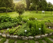 como-organizar-um-jardim-de-ervas (16)