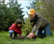 Como Plantar Árvore (1)