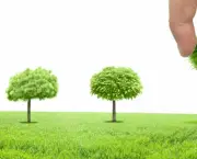 Como Plantar Árvore (3)