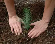 Como Plantar Árvore (4)