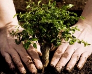 Como Plantar Árvore (8)