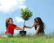 Como Plantar Árvore (11)