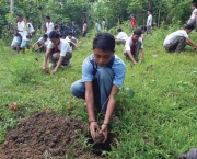 Como Plantar Árvore (12)