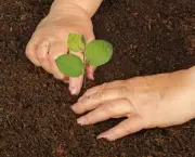 Como Plantar Árvore (17)