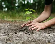 Como Plantar Árvore (18)