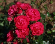 Como Plantar as Rosas (2)