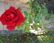 Como Plantar as Rosas (6)