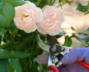 Como Plantar as Rosas (7)