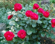 Como Plantar as Rosas (8)