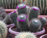 cacto-cactos-cactus-1384890681313_615x300