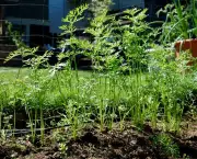 Como Plantar Cenoura (4)