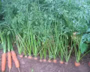 Como Plantar Cenoura (6)