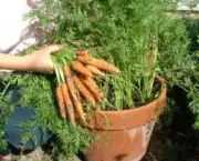Como Plantar Cenoura (7)