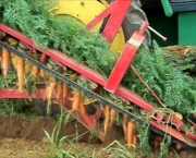 Como Plantar Cenoura (11)