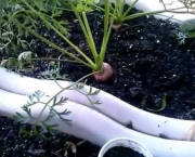 Como Plantar Cenoura (13)