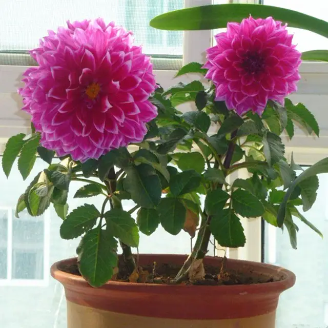 Como Plantar Dália Em Vaso? | Flores - Cultura Mix