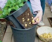 Como Plantar Em Vasos (2)
