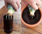 Como Plantar Em Vasos (11)