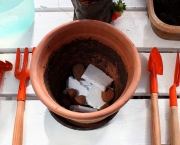 Como Plantar Em Vasos (14)